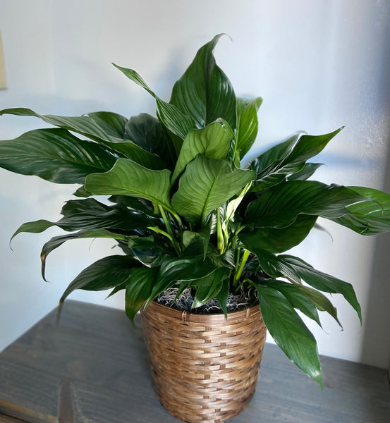 8" Peace Lily in Basket